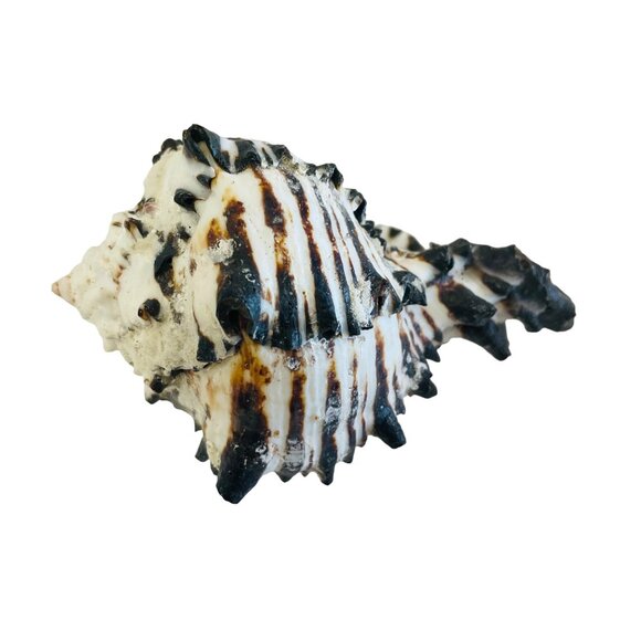 Spiky Tiger Conch Shell Beach Decor Aquarium Addition Unique Seashell 3" x 3 1/ - Picture 5 of 7